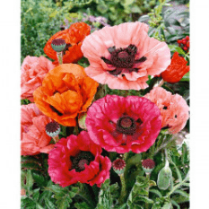 Des images de diff�rentes plantes